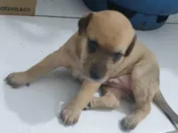 Cachorro raça SRD-ViraLata idade Abaixo de 2 meses nome Nao tem nome
