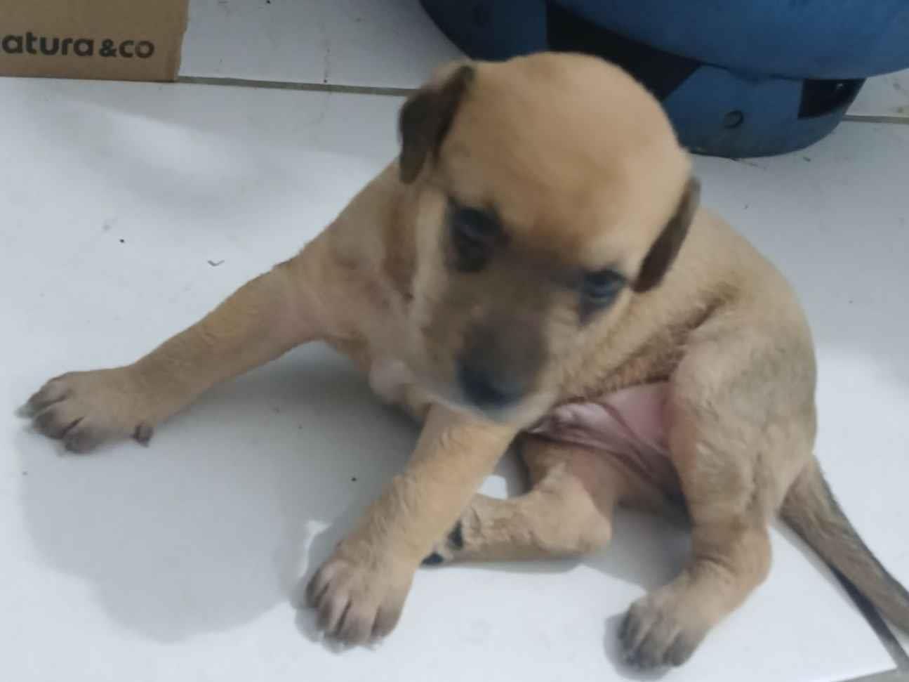 Cachorro raça SRD-ViraLata idade Abaixo de 2 meses nome Nao tem nome