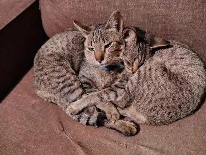 Gato raça SRD-ViraLata idade 1 ano nome Alejandro