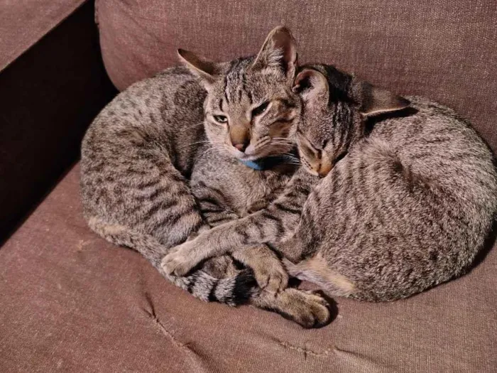 Gato raça SRD-ViraLata idade 1 ano nome Alejandro