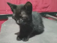 Gato raça SRD-ViraLata idade 2 a 6 meses nome Princesa e fofinho