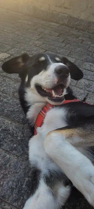 Cachorro raça SRD-ViraLata idade 2 anos nome Koda