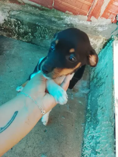 Cachorro raça SRD-ViraLata idade 2 a 6 meses nome Não tem nome específico 