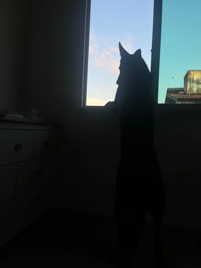 Cachorro raça Pastor Alemão idade 1 ano nome Zumbi dos Palmares