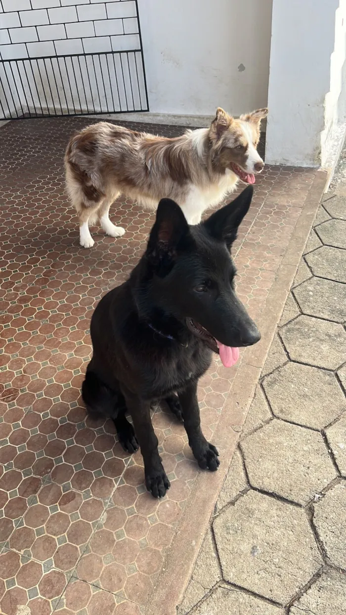 Cachorro raça Pastor Alemão idade 1 ano nome Zumbi dos Palmares