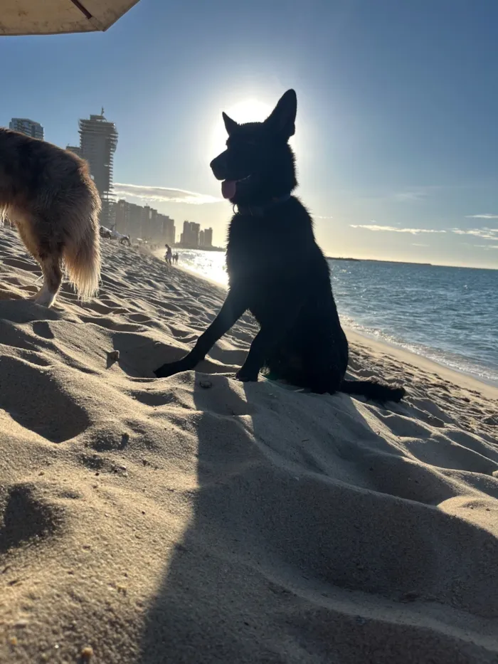 Cachorro raça Pastor Alemão idade 1 ano nome Zumbi dos Palmares