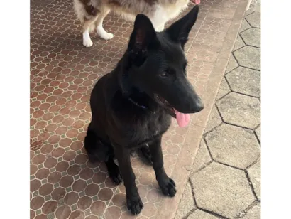 Cachorro raça Pastor Alemão idade 1 ano nome Zumbi dos Palmares