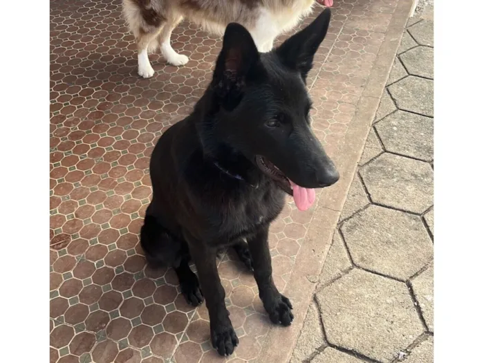 Cachorro raça Pastor Alemão idade 1 ano nome Zumbi dos Palmares