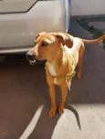Cachorro raça SRD-ViraLata idade 1 ano nome Pipoca