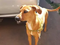 Cachorro raça SRD-ViraLata idade 1 ano nome Pipoca
