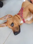 Cachorro raça SRD-ViraLata idade 1 ano nome Pipoca