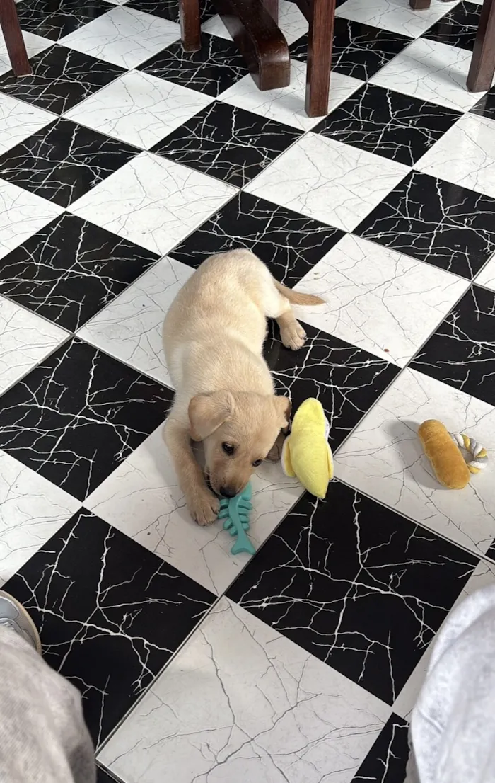 Cachorro raça SRD-ViraLata idade Abaixo de 2 meses nome Sem nome