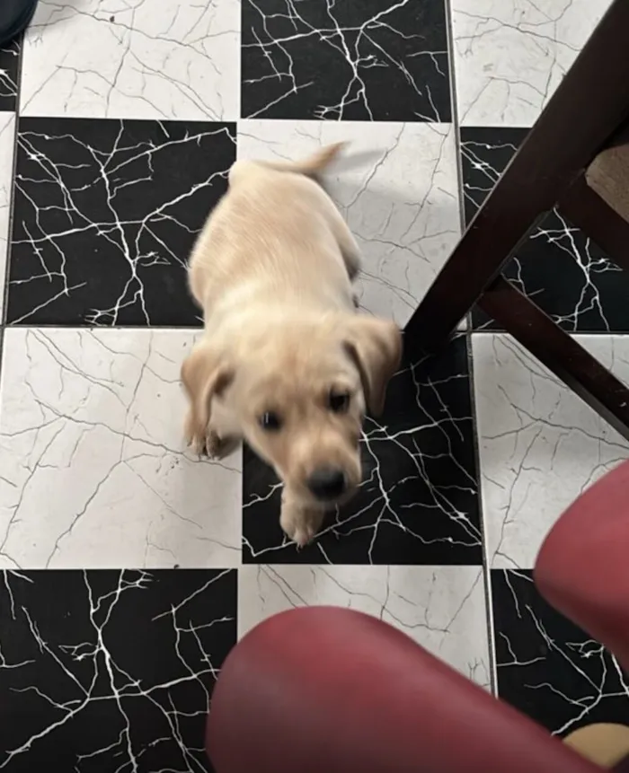 Cachorro raça SRD-ViraLata idade Abaixo de 2 meses nome Sem nome