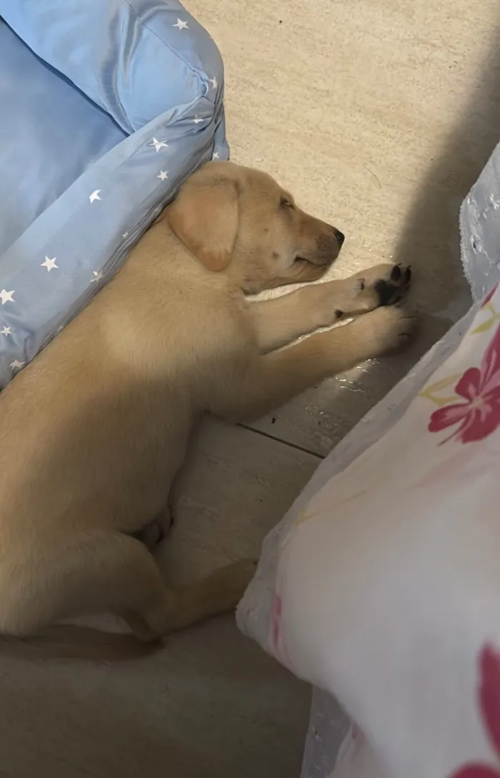 Cachorro raça SRD-ViraLata idade Abaixo de 2 meses nome Sem nome