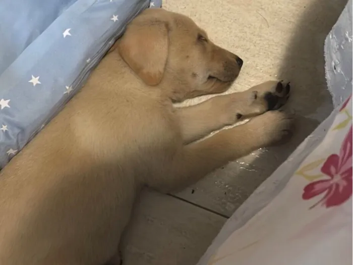 Cachorro raça SRD-ViraLata idade Abaixo de 2 meses nome Sem nome