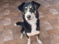 Cachorro raça SRD-ViraLata idade 2 anos nome Koda