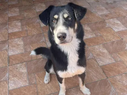 Cachorro raça SRD-ViraLata idade 2 anos nome Koda