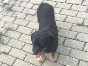 Cachorro raça SRD-ViraLata idade 6 ou mais anos nome Samba