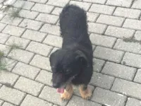 Cachorro raça SRD-ViraLata idade 6 ou mais anos nome Samba