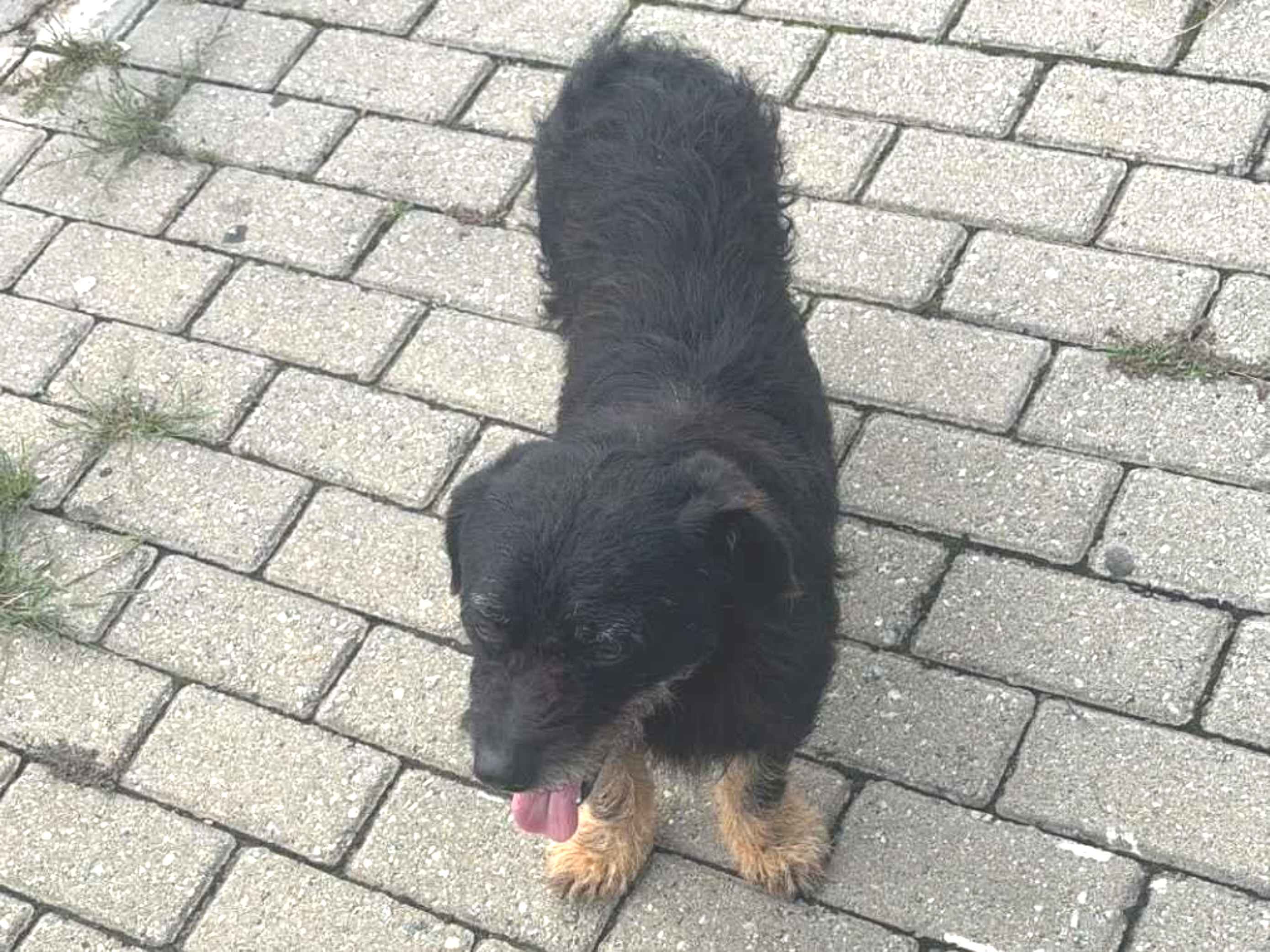 Cachorro raça SRD-ViraLata idade 6 ou mais anos nome Samba