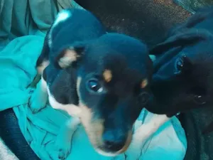 Cachorro raça SRD-ViraLata idade 2 a 6 meses nome Não tem nome específico 
