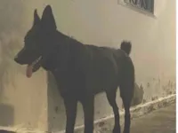 Cachorro raça Pastor Alemão idade 1 ano nome Zumbi dos Palmares