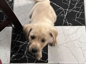 Cachorro raça SRD-ViraLata idade Abaixo de 2 meses nome Sem nome