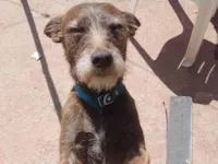 Cachorro raça SRD-ViraLata idade 6 ou mais anos nome Marley