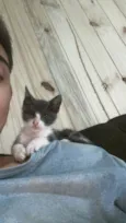 Gato raça SRD-ViraLata idade 7 a 11 meses nome Íris 