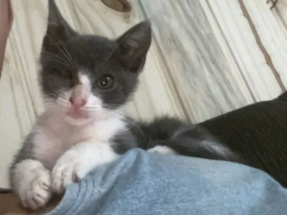 Gato raça SRD-ViraLata idade 7 a 11 meses nome Íris 