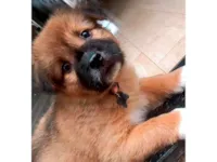 Cachorro raça Chow Chow idade 2 a 6 meses nome Ravenna 