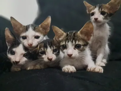 Gato raça Exótico idade Abaixo de 2 meses nome Não tem nome ainda pois são 5