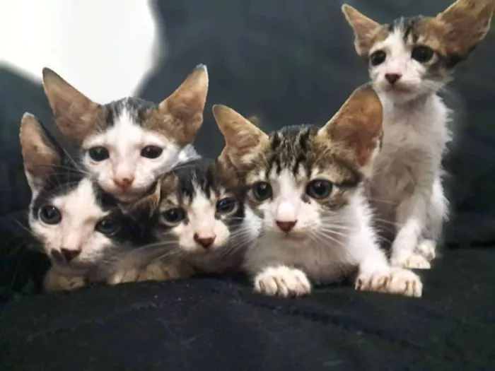 Gato raça Exótico idade Abaixo de 2 meses nome Não tem nome ainda pois são 5