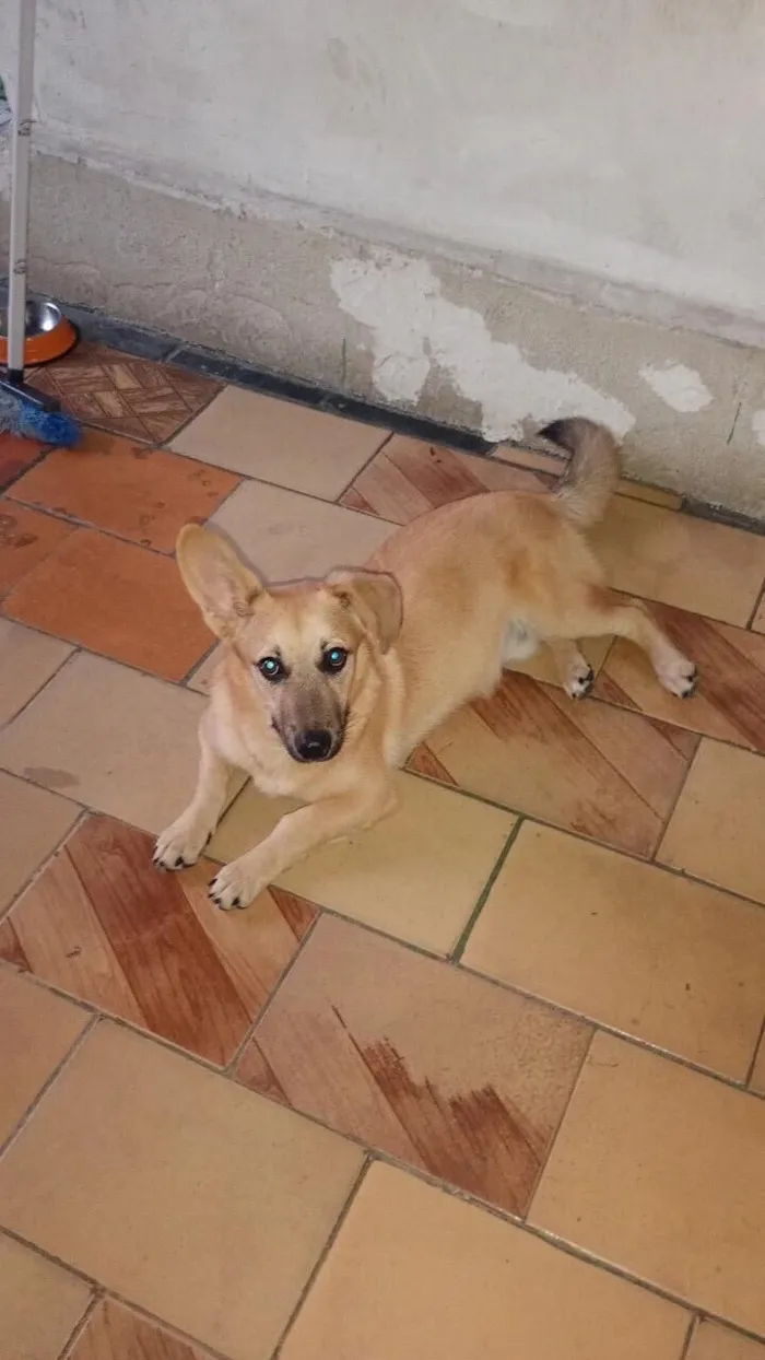 Cachorro raça Pastor Alemão idade 7 a 11 meses nome Bolota 