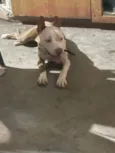 Cachorro raça SRD-ViraLata idade 7 a 11 meses nome Afrodite 