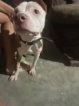 Cachorro raça SRD-ViraLata idade 7 a 11 meses nome Afrodite 