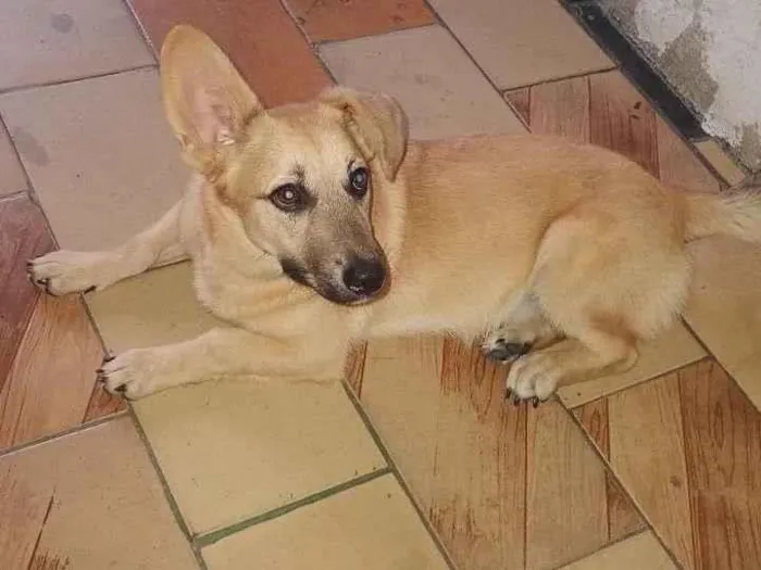 Cachorro raça Pastor Alemão idade 7 a 11 meses nome Bolota 