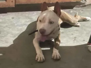 Cachorro raça SRD-ViraLata idade 7 a 11 meses nome Afrodite 