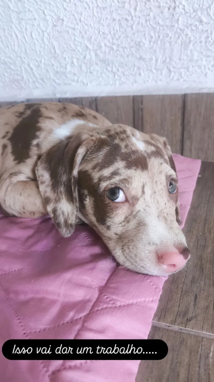 Cachorro raça Pit-Bull idade Abaixo de 2 meses nome Kira