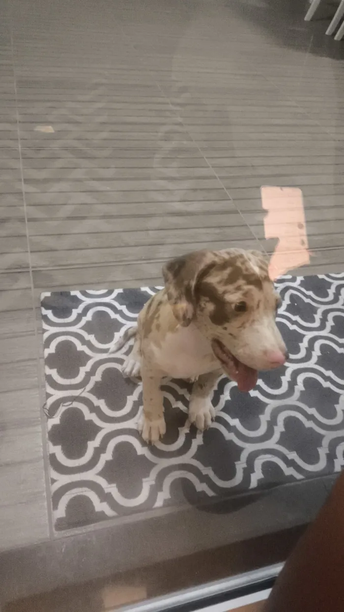 Cachorro raça Pit-Bull idade Abaixo de 2 meses nome Kira