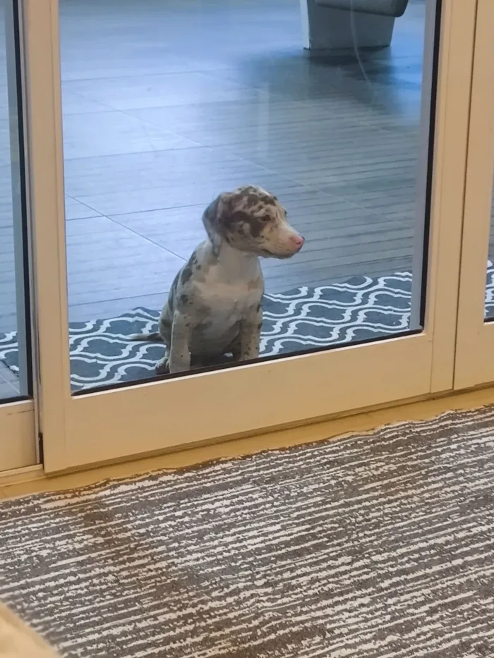 Cachorro raça Pit-Bull idade Abaixo de 2 meses nome Kira