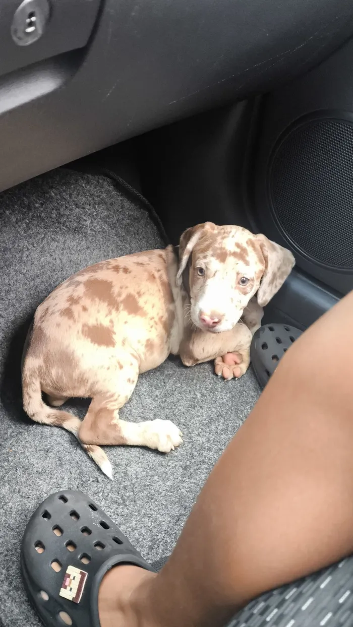 Cachorro raça Pit-Bull idade Abaixo de 2 meses nome Kira