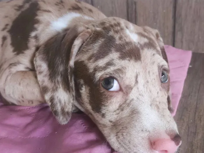 Cachorro raça Pit-Bull idade Abaixo de 2 meses nome Kira