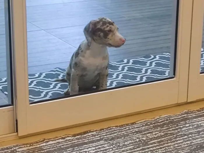 Cachorro raça Pit-Bull idade Abaixo de 2 meses nome Kira