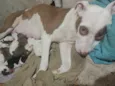 Cachorro raça Pit-Bull idade Abaixo de 2 meses nome Filhotes