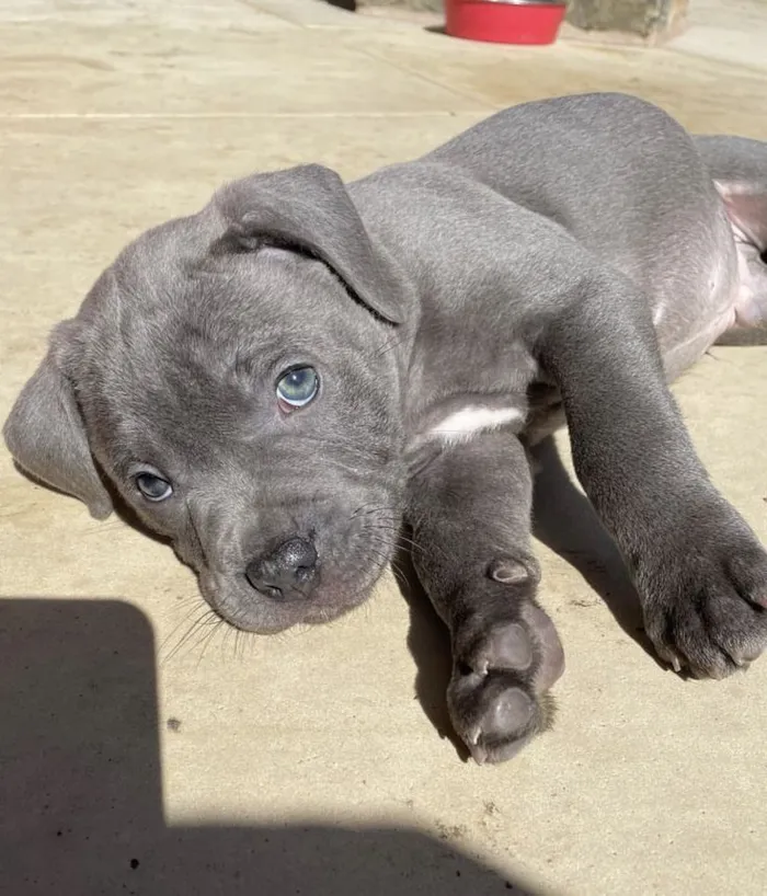 Cachorro raça Pit-Bull idade 2 a 6 meses nome Theo