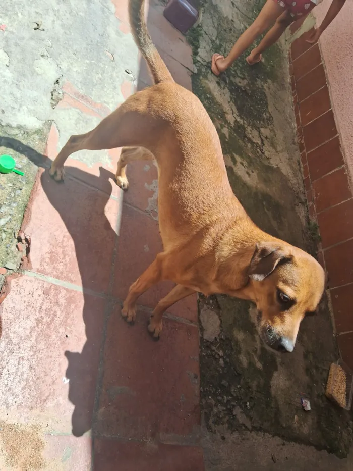 Cachorro raça SRD-ViraLata idade 4 anos nome Mantinha 