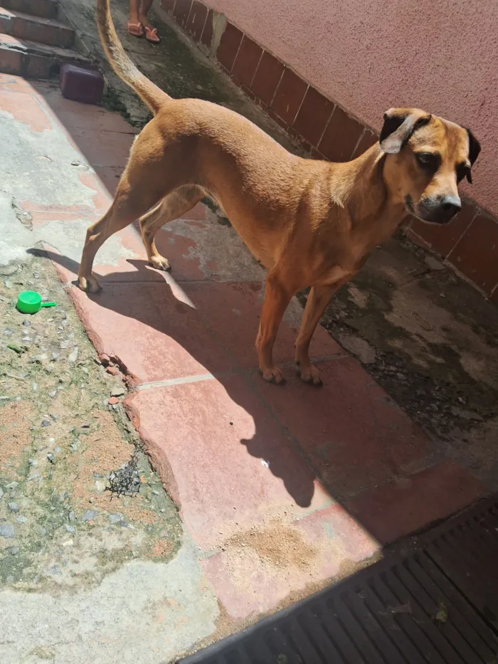 Cachorro raça SRD-ViraLata idade 4 anos nome Mantinha 