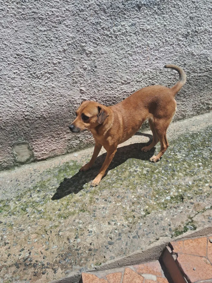 Cachorro raça SRD-ViraLata idade 4 anos nome Mantinha 