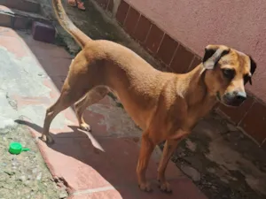 Cachorro raça SRD-ViraLata idade 4 anos nome Mantinha 